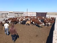 Cow, Latvian Blue cattle — photo 3