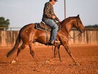 公马, Quarter Horse — 照片 8