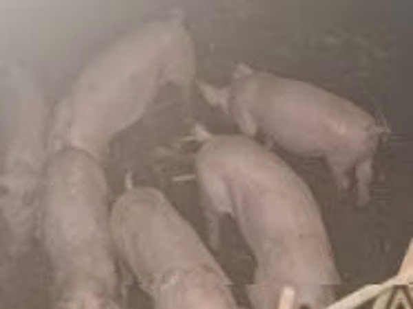 Boar, Pigs — Hungary