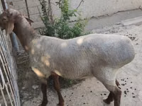 Qoç, Blackheaded Persian sheep — foto 3