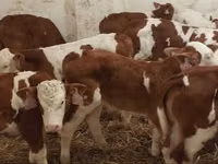 황소, Simmental cattle — 사진 3