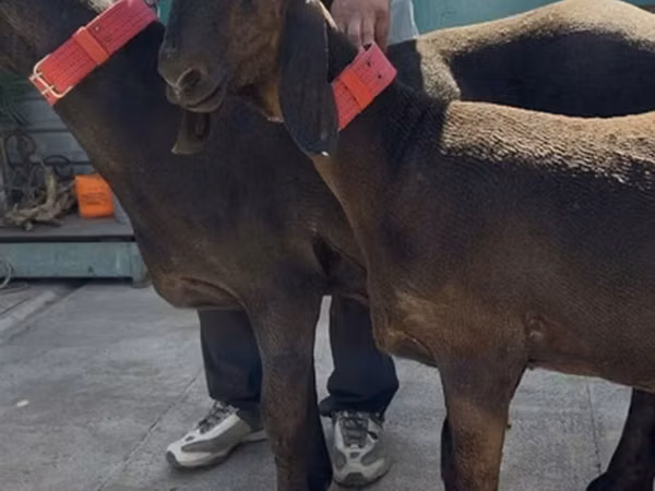 Goat, Goats — Kyrgyzstan
