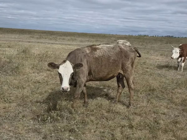 Cow, Kazakh White-headed cow — Kazakhstan
