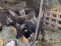 Bull, Cattle — photo 1