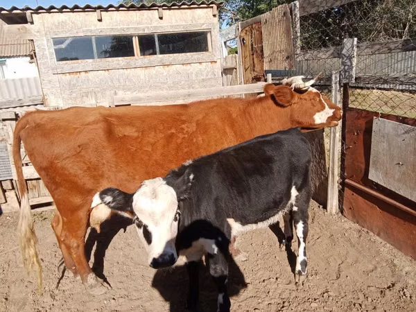 Cow, Latvian Blue cattle — Kazakhstan