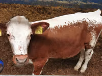 گاو نر, Simmental cattle — عکس 3