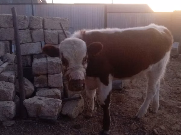 Cattle (batch, sex not specified), Kazakh White-headed cow — Kazakhstan
