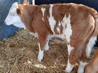 Cattle (batch, sex not specified), Hereford — photo 6