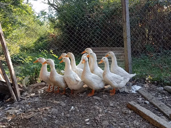 Ducks — Asarbajan