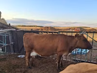 Vaca, Russian Black pied cattle — foto 1