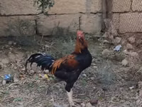 Chickens — photo 1