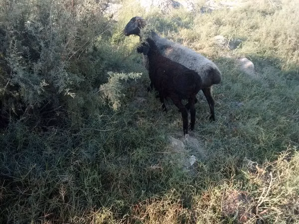 Sheep, Sheep — Uzbekistan