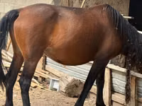 Mare, Horses — photo 3