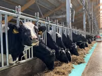 Vache, Race Holstein — photo 2