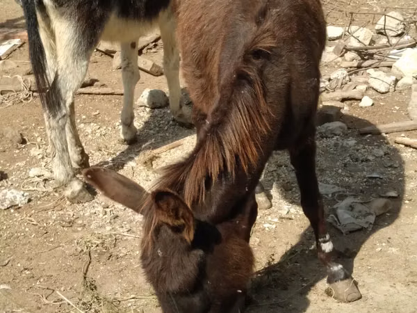 Horses (batch, sex not specified), Horses — Azerbaijan