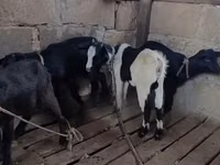 Kozy (partia, płeć nieokreślona), Kozy — zdjęcie 6