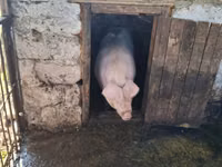 Sow, Pigs — photo 3