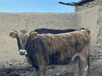 گاو نر, Swiss cattle — عکس 1