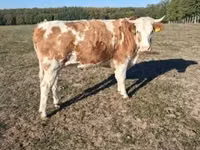 Krava, French Simmental cattle — fotografija 1