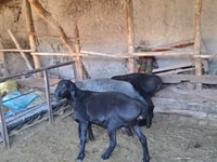 Kambing jantan, Sheep — foto 1