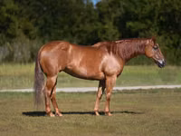 კვიცი, Quarter Horse — ფოტო 1