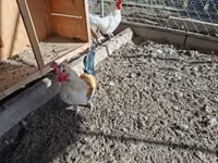 Chickens — foto 3
