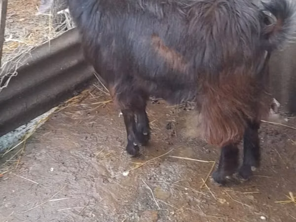 Keçi, Nubian Goat — Azerbaycan