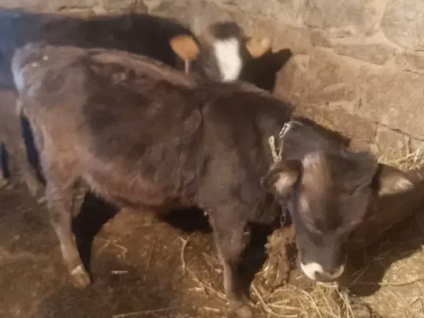 ወንድ በሬ, Cattle