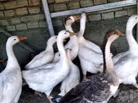 Geese — foto 2