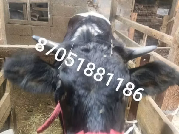 Крава, Swiss cattle