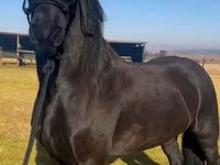 Kůň, Friesian — foto 2