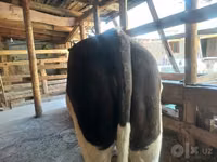 Cow, Russian Black pied cattle — photo 3