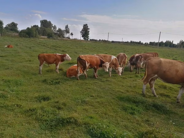 Cow, Cattle — Russia