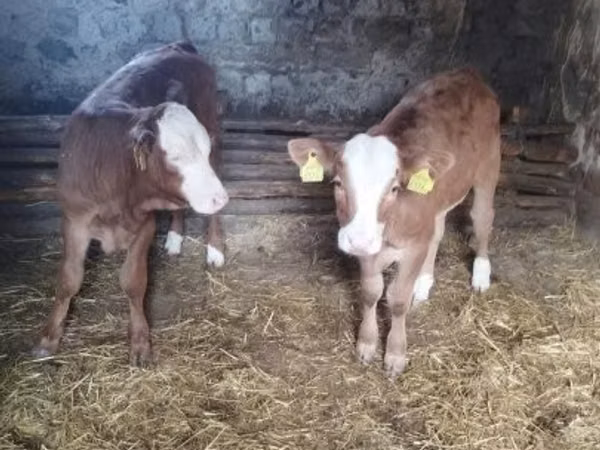 Bovine (lot, sex nespecificat), Vaca Limousine