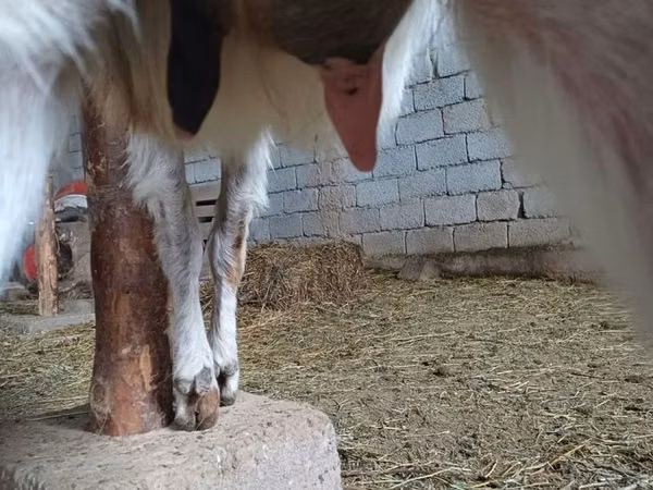 Kozel, Beetal goats