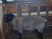 Vædder, White Suffolk sheep — foto 2