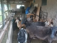 Pecora, Pecore — foto 2