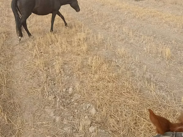 Mare, Horses — Kyrgyzstan