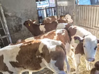 母牛, Simmental cattle — 照片 4