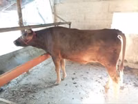 Cow, Red Estonian cattle — photo 2