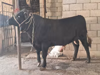 公牛, Cattle — 照片 1
