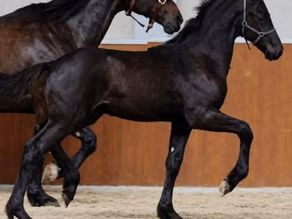 Pastuv, Appaloosa — Мађарска