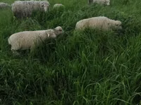Kambing jantan, Merino sheep — foto 4