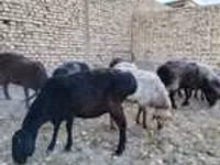 Ido (xirmo, jins lama sheegin), Sheep — sawirka 2