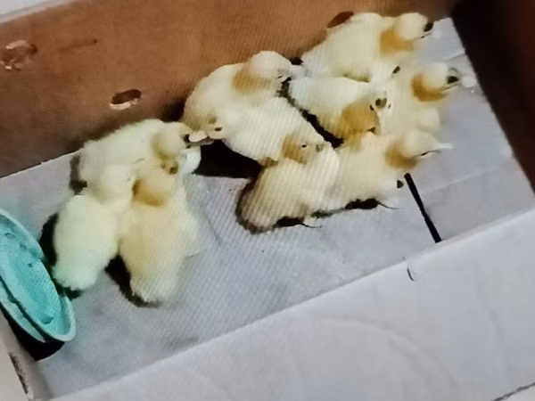 Ducks