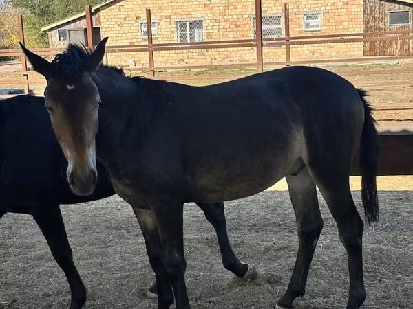 Horses (batch, sex not specified), Horses — Kazakhstan