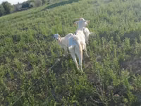 Koza, Saanen goat — foto 1