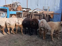 Kambing jantan, Arashan sheep — foto 3