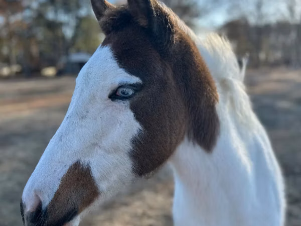 Mare, American paint horse