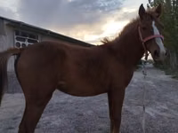 Kuda betina, Horses — foto 2